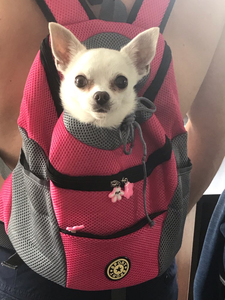 Mochila para Transporte Pet.