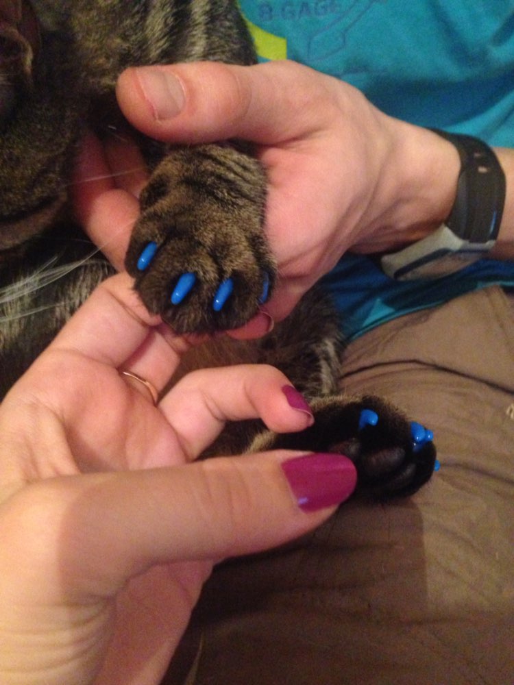 20 Peças de Unhas Protetoras Coloridas para Gatos e Cães